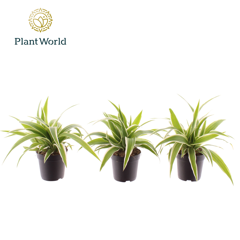 Chlorophytum Ocean 7 cm.