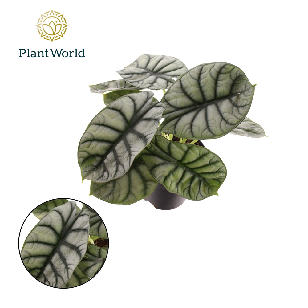 Alocasia Nebula Silver Compacta.