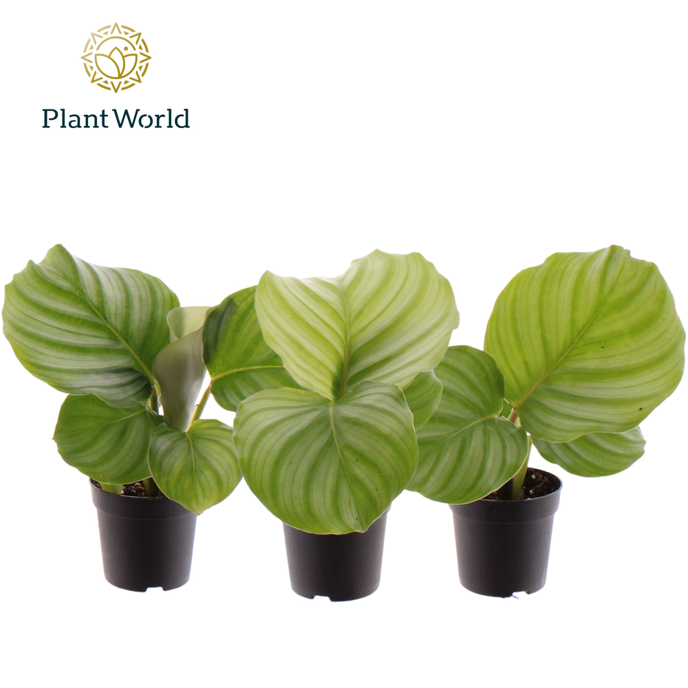 Calathea Orbifolia 7 cm.