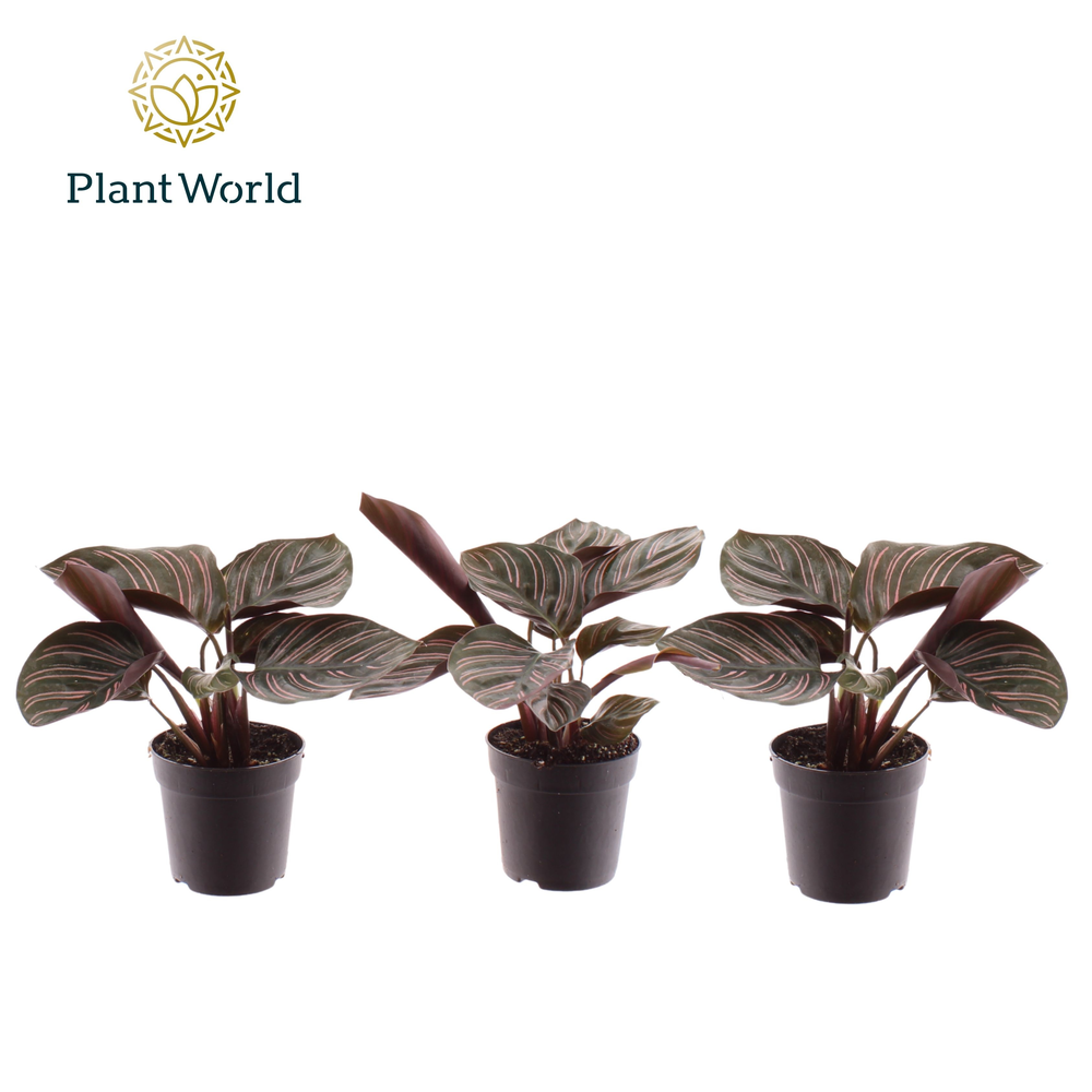 Calathea Ornata 7 cm (Decorum).
