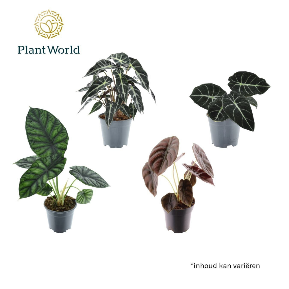 Alocasia 3-4 soorten gemengd.