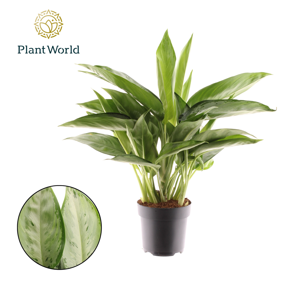 Aglaonema Silverado (Decorum).