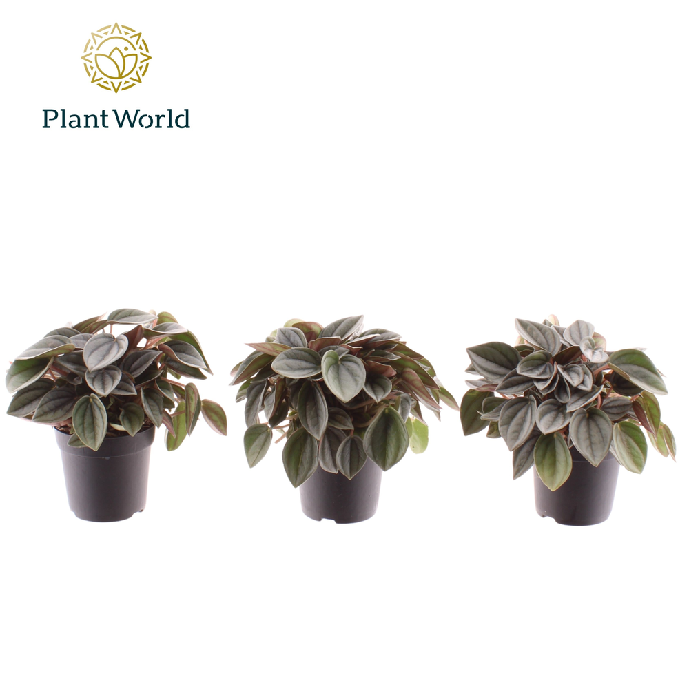 Peperomia Napoli Nights 7 cm.