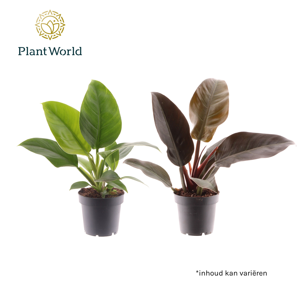 Philodendron mix Imperial Green & Red (Decorum).