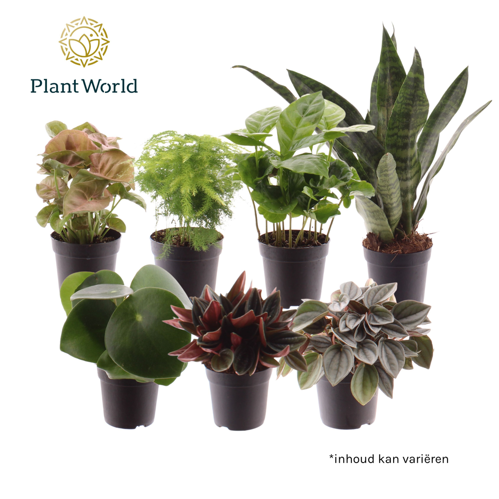Keen on Green mix Nevada 7 cm (Decorum).