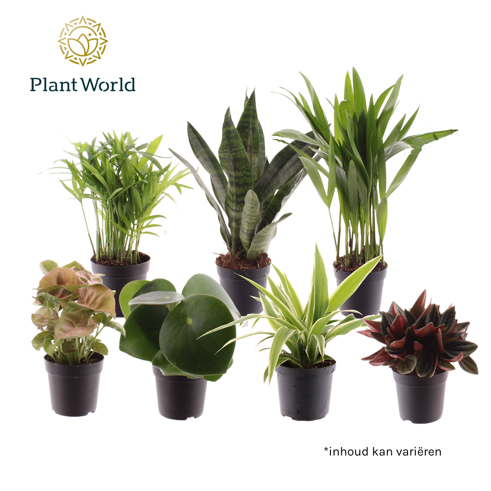 Keen on Green mix Indiana 7 cm (Decorum).