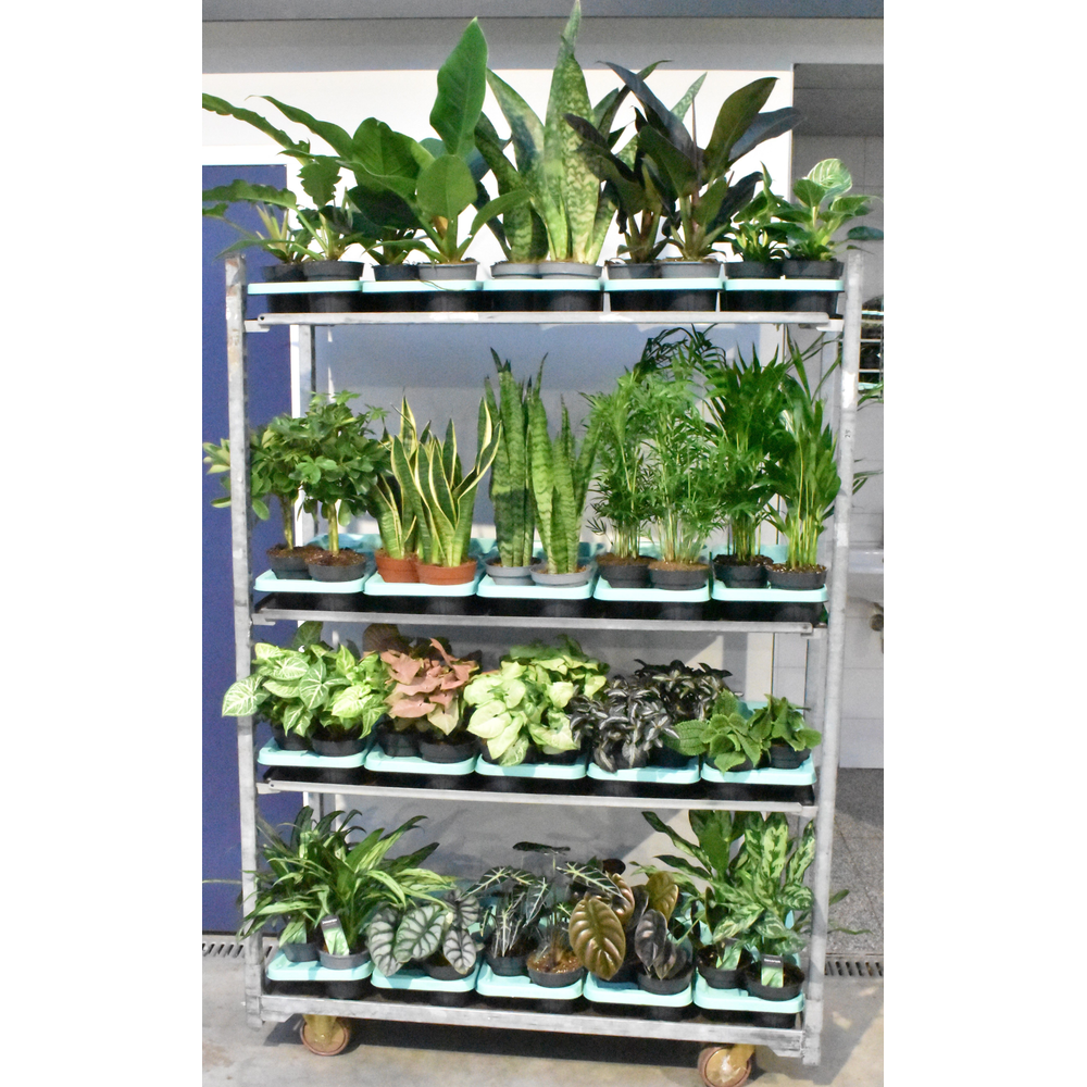 Mixkar div. groene planten 14 cm.