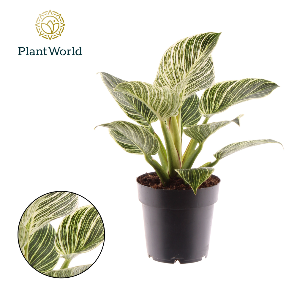 Philodendron Birkin / New Wave.