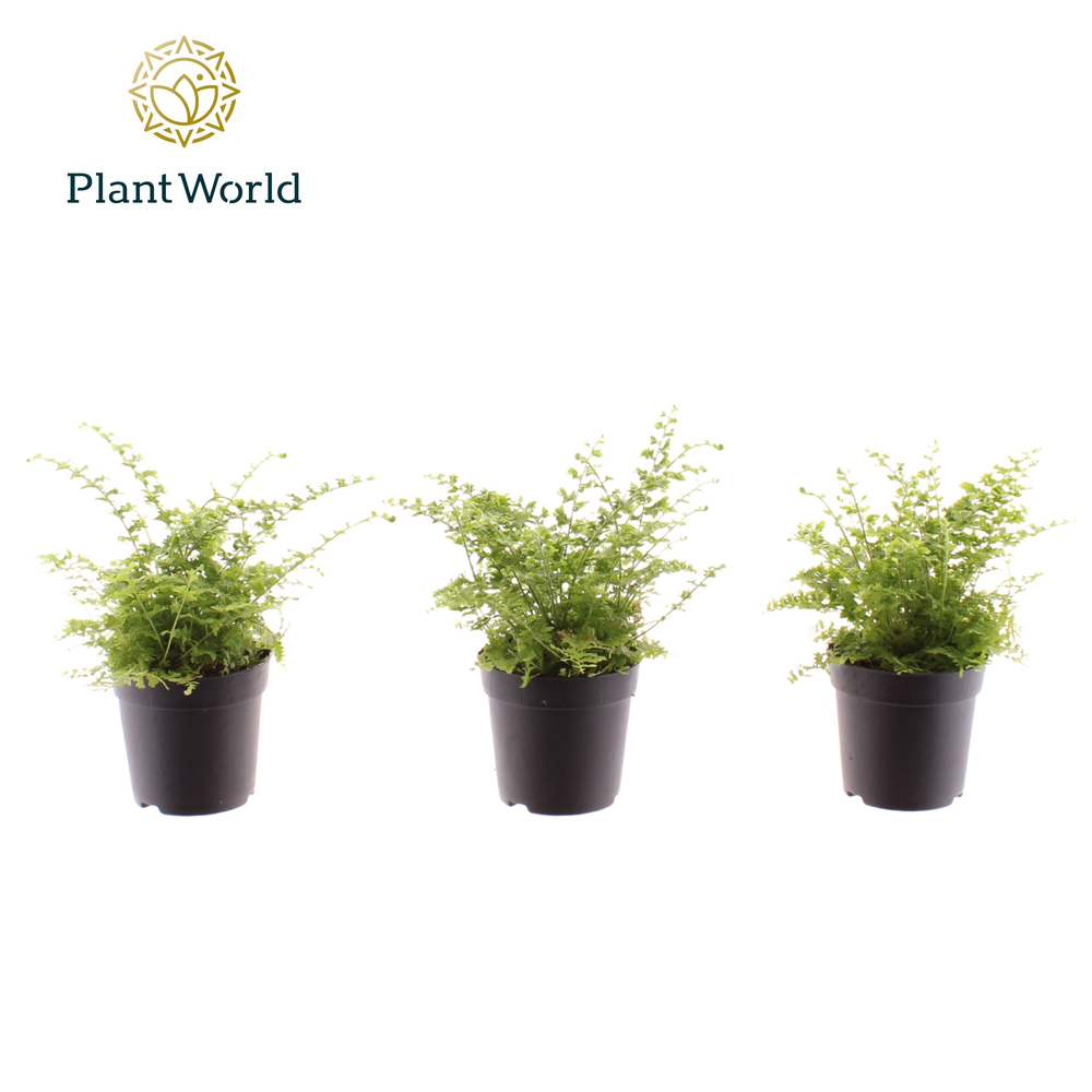 Nephrolepis Green Fantasy 7 cm.