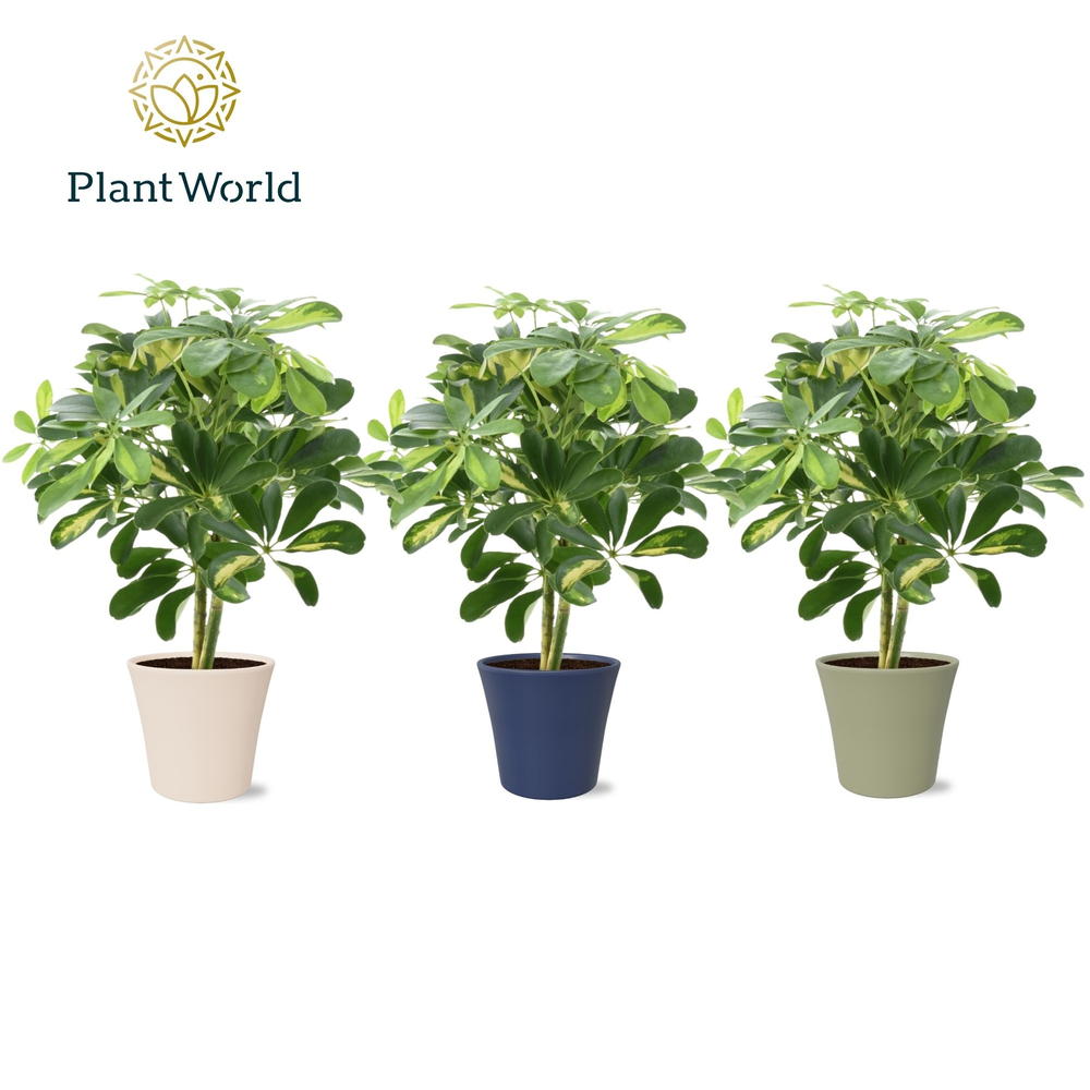 Schefflera Gold Capella op stam in Coco collectie .