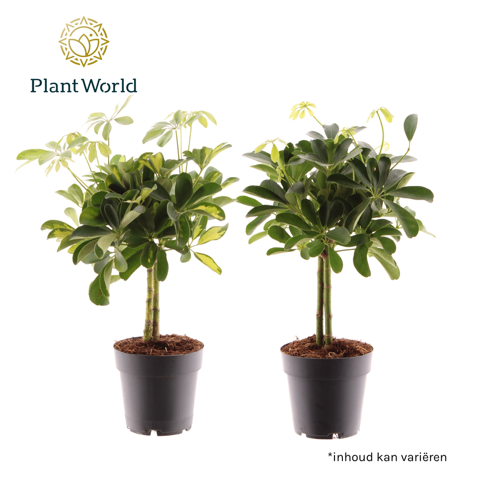 Schefflera op stam mix (Gold Capella & Compacta).
