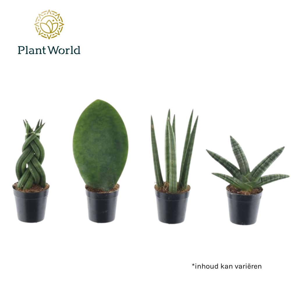Sansevieria mix Kakarum.
