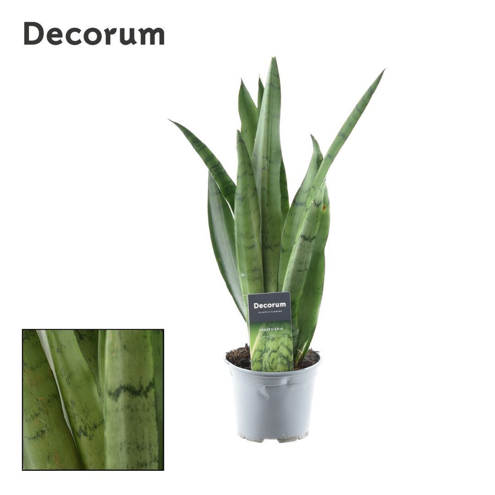 Sansevieria Spearmint (8+ blad) (Decorum).
