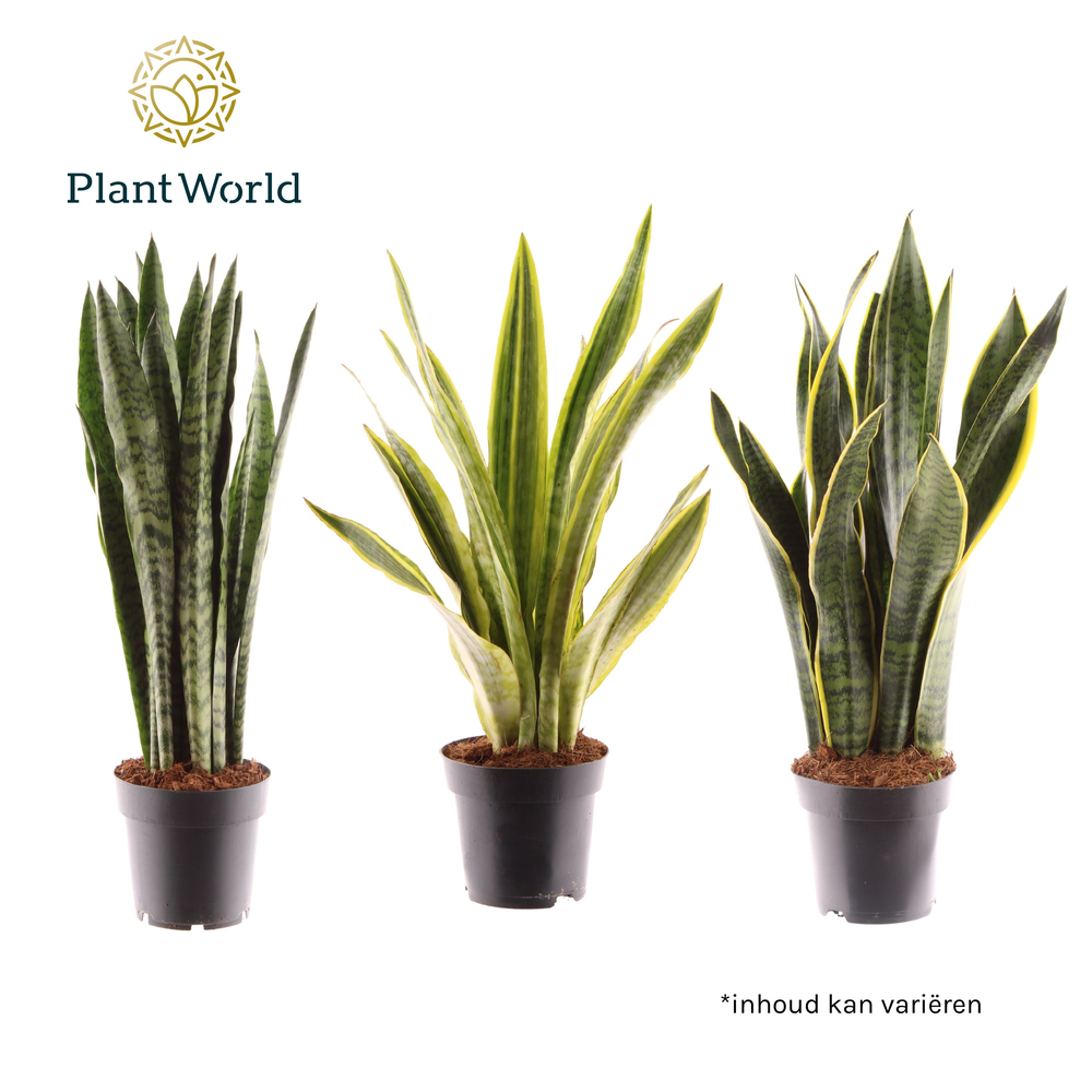 Sansevieria mix.