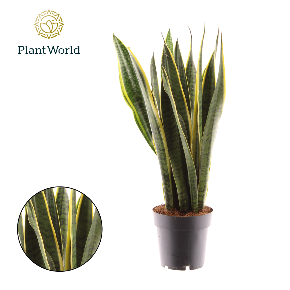 Sansevieria Laurentii XL.