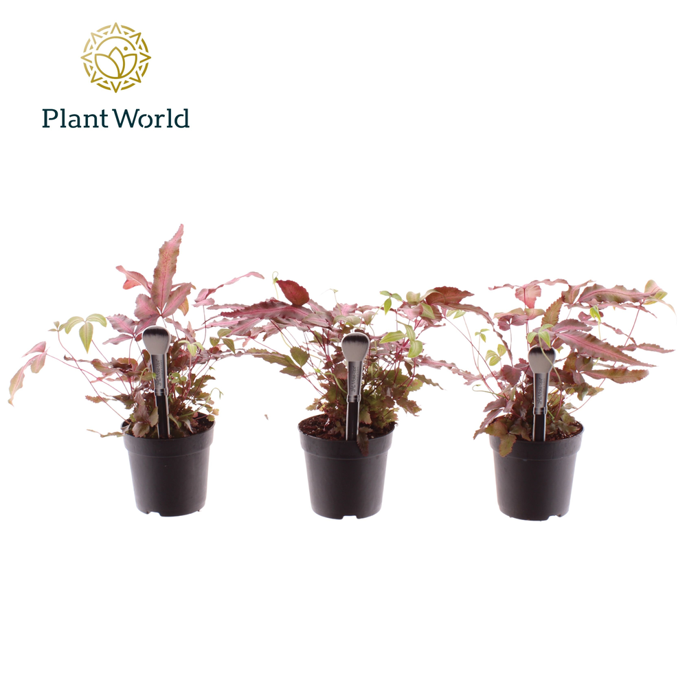 Pteris cretica 'Albolineata' 7 cm Make-Upz Roze.