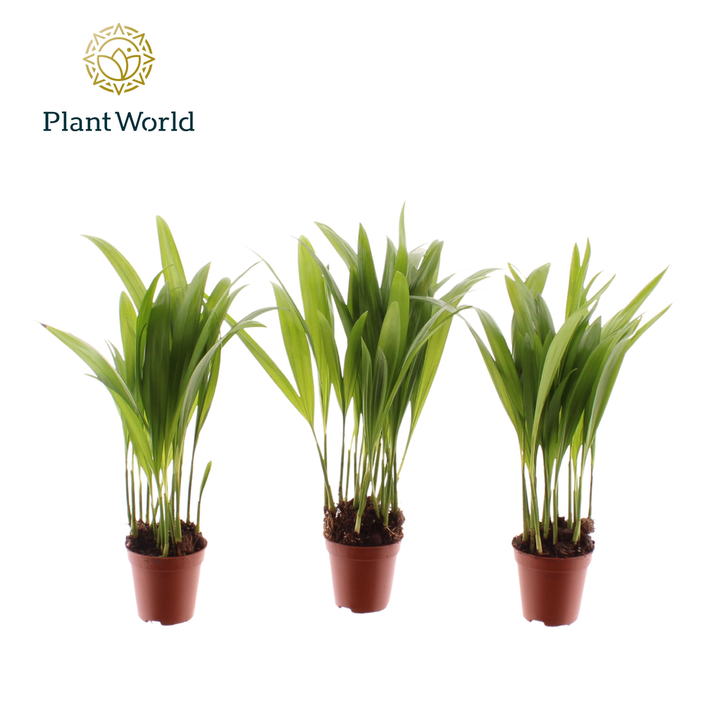 Tiny Pammy (Areca).