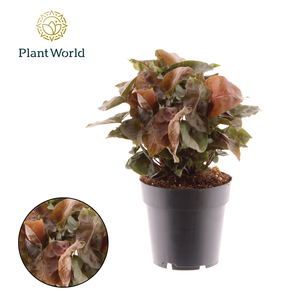 Syngonium Maria.