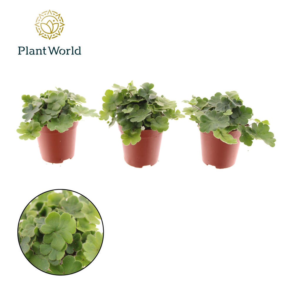 Tiny Doryopteris cordata.