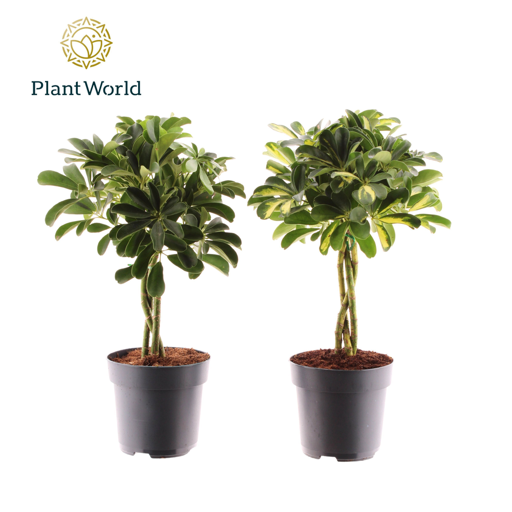 Schefflera vlecht mix (Gold Capella & Compacta) (D.