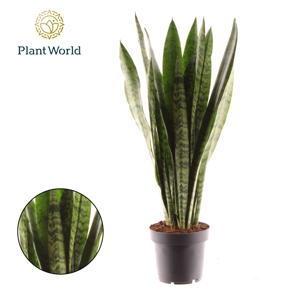 Sansevieria Zeylanica (8+ blad) (Decorum).