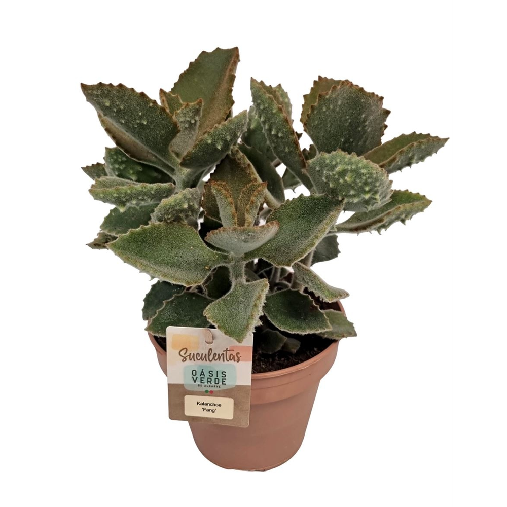 Kalanchoe Beharensis Fang - 1154.