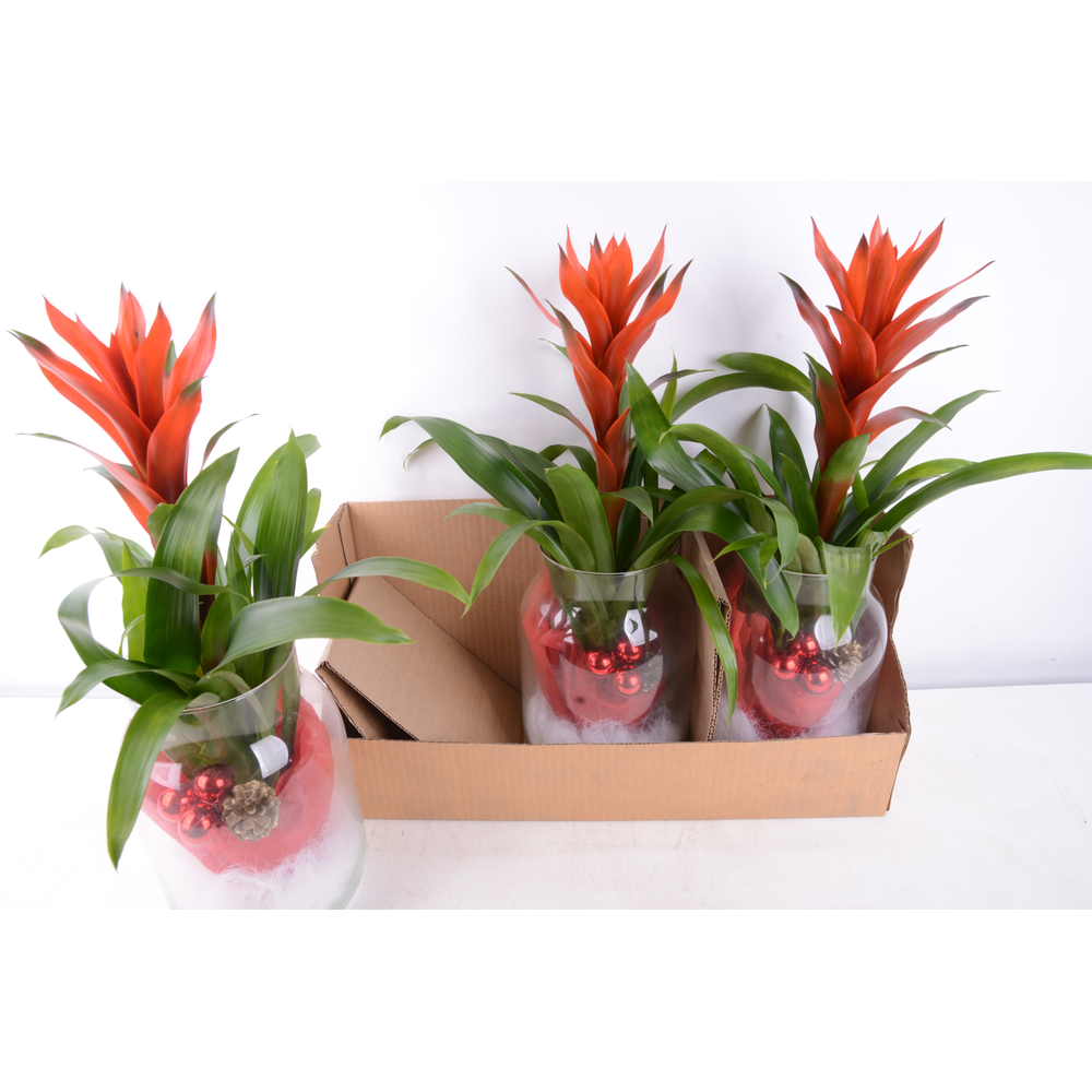 kerst melkkan guzmania.