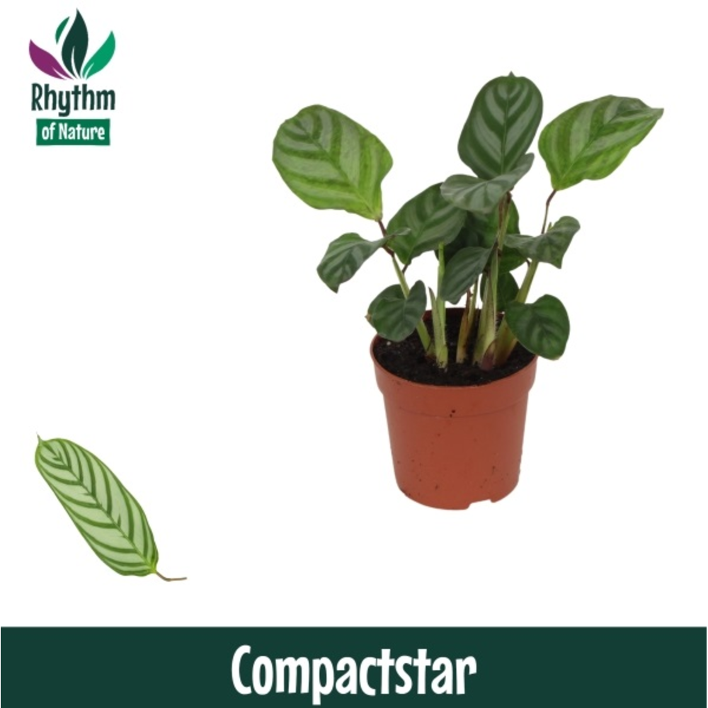 Calathea 7cm Compactstar.