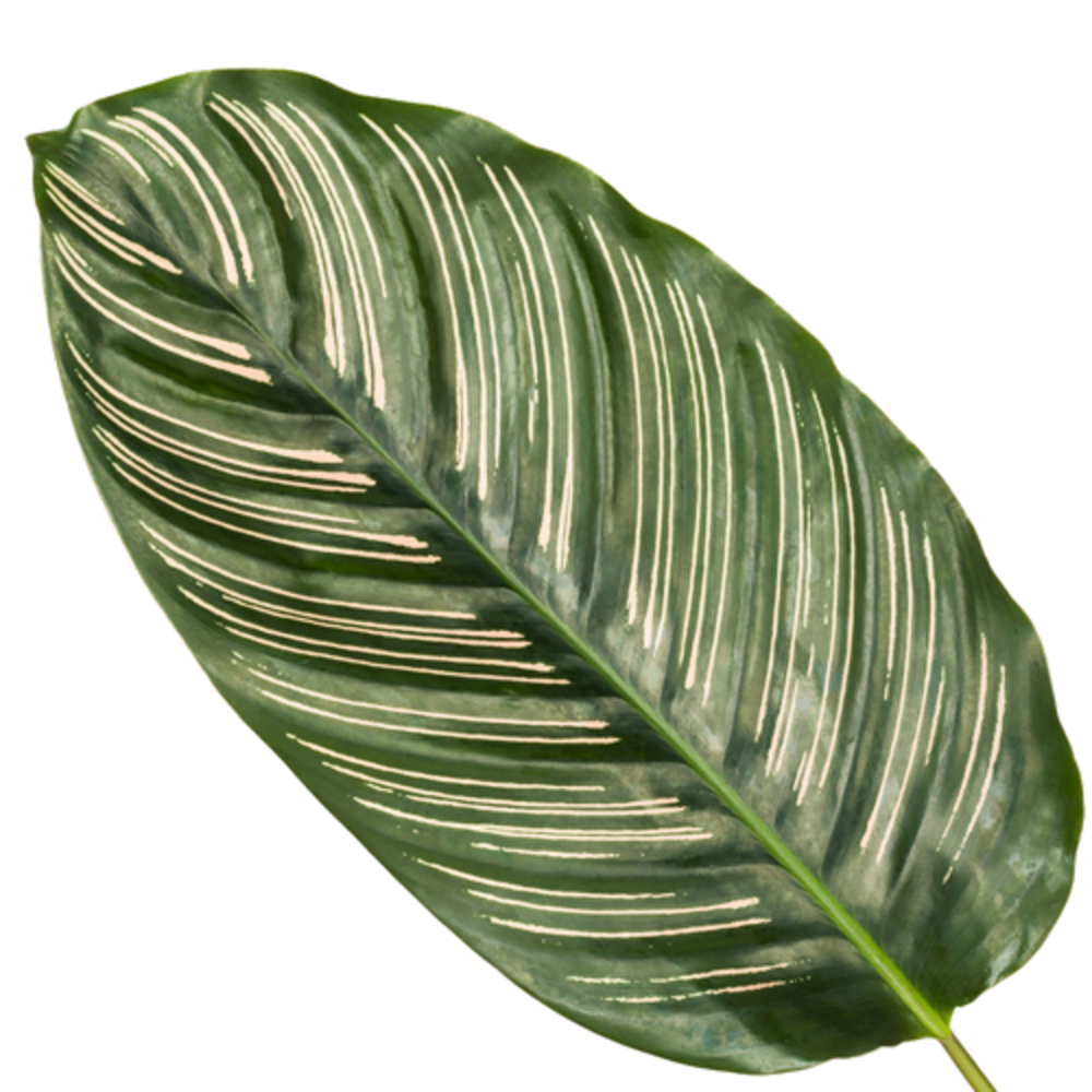 Calathea 32cm Ornata Rhythm of Nature.