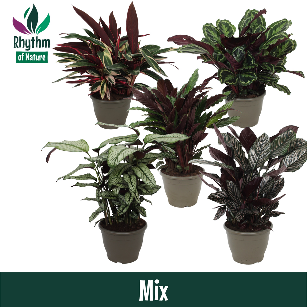 Calathea 32cm gemengd Rhythm of Nature.