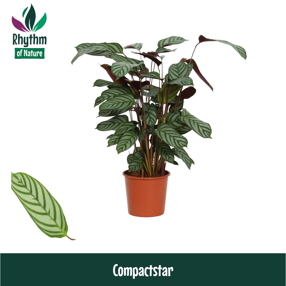 Calathea 19cm Compactstar Rhythm of Nature (Ctenan.
