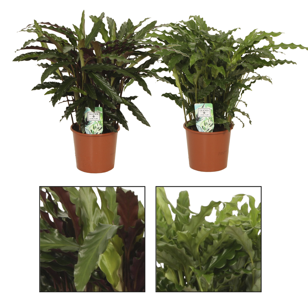 Calathea 17cm Grass mix.
