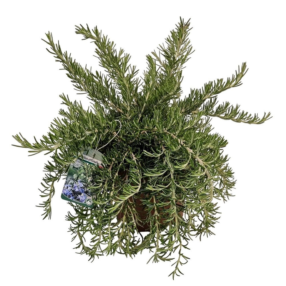 Rosmarinus Prostratus Bush - 1154.