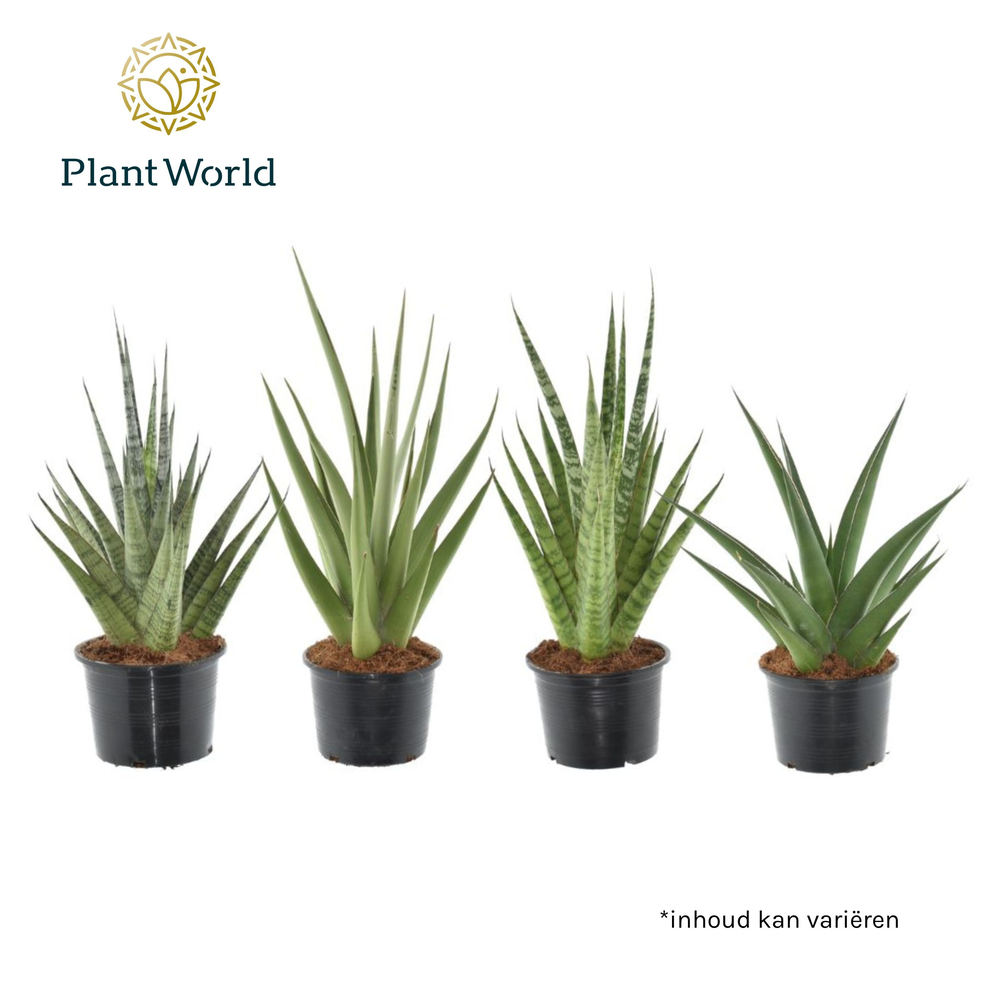 Sansevieria Prestige Mix.