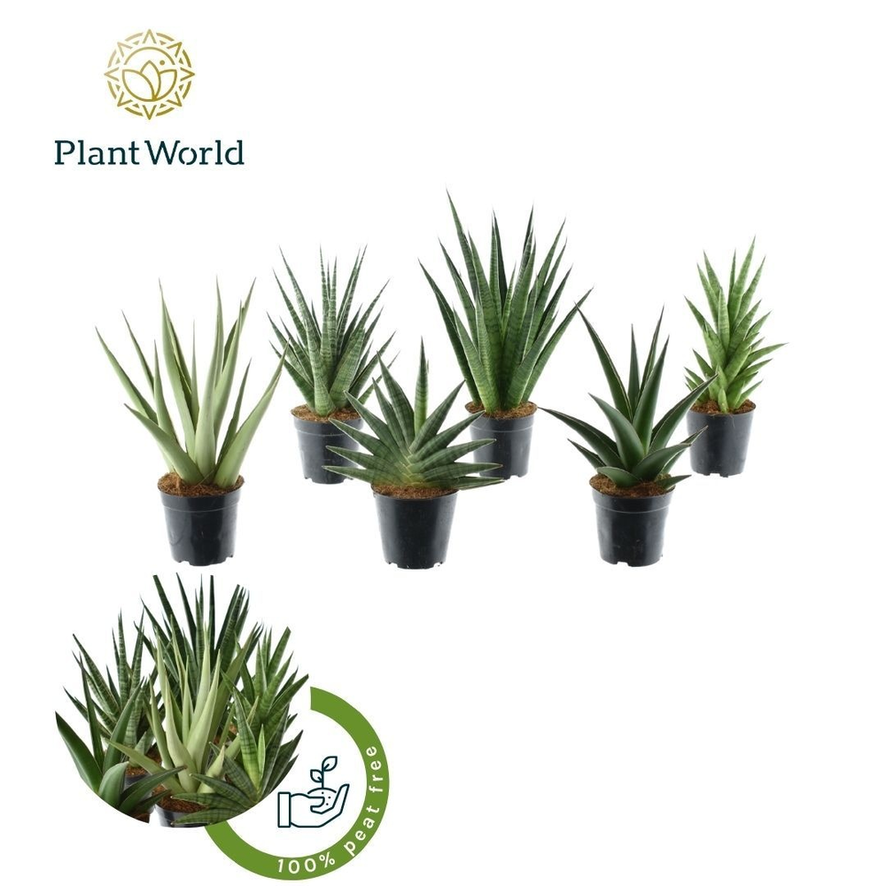 Sansevieria Mix Tanami P12.