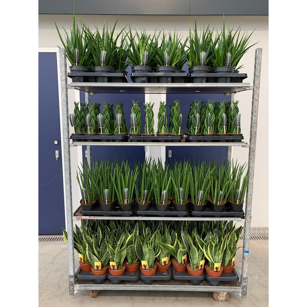 Sansevieria mix CC (soort per laag).