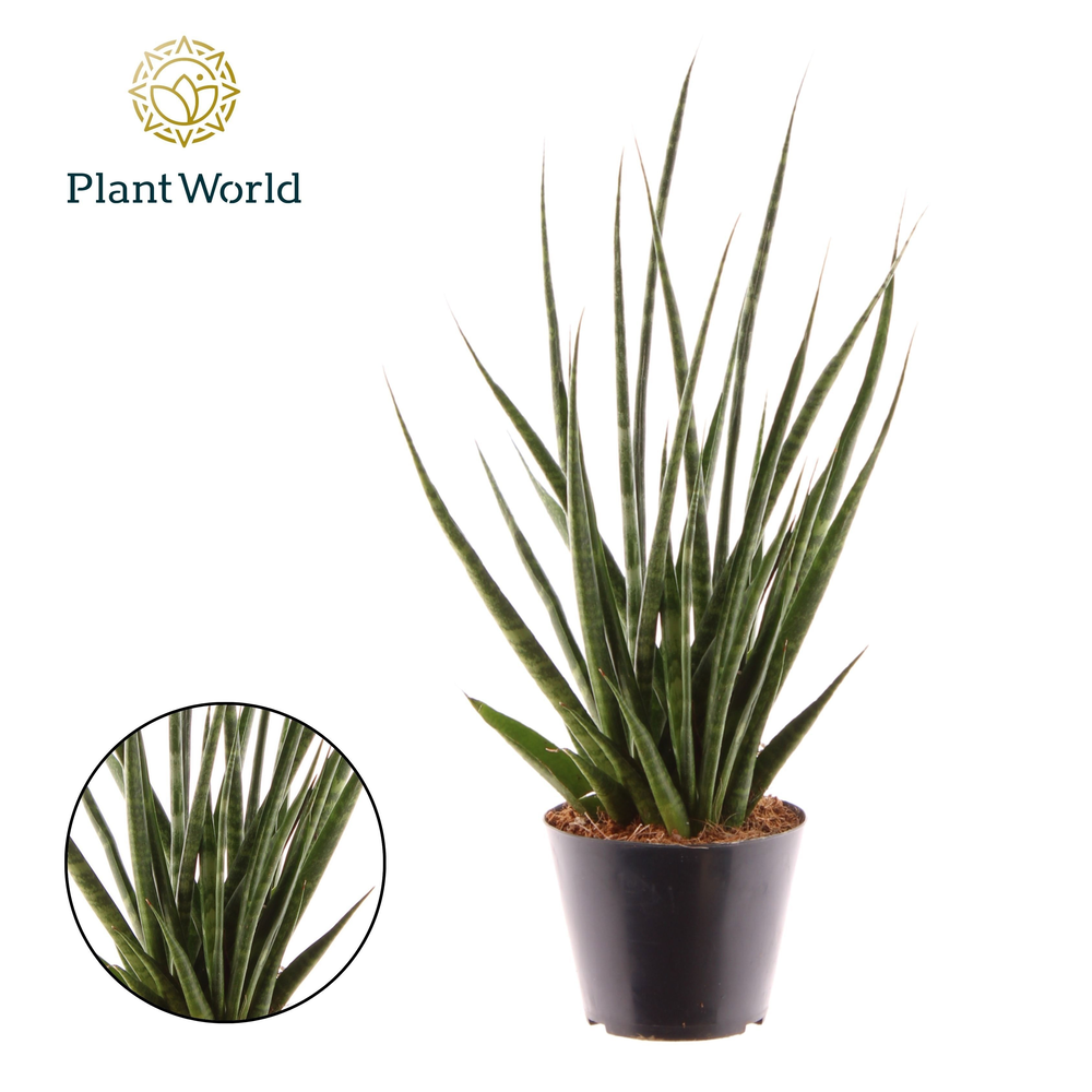 Sansevieria 'Digitorum' P10,5.