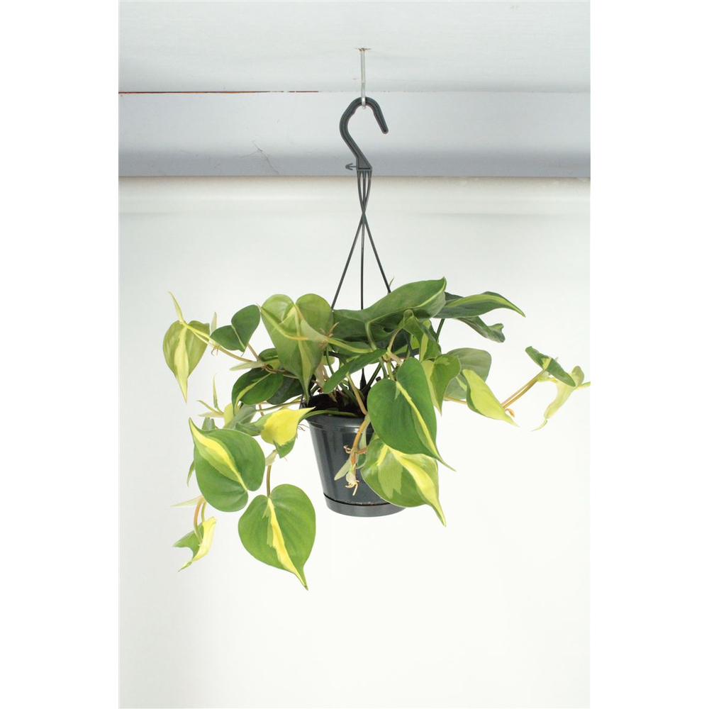 Philodendron Brasil Hangpot.