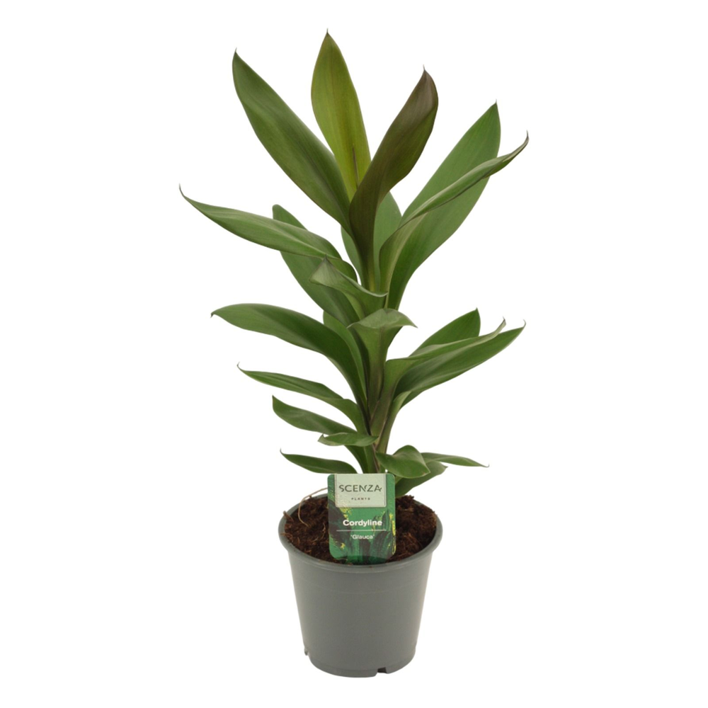 Cordyline Glauca 12 cm.