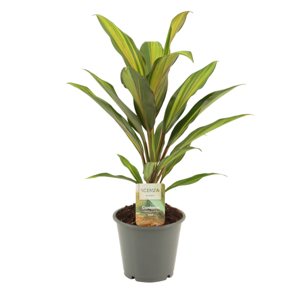 Cordyline Kiwi 12 cm.