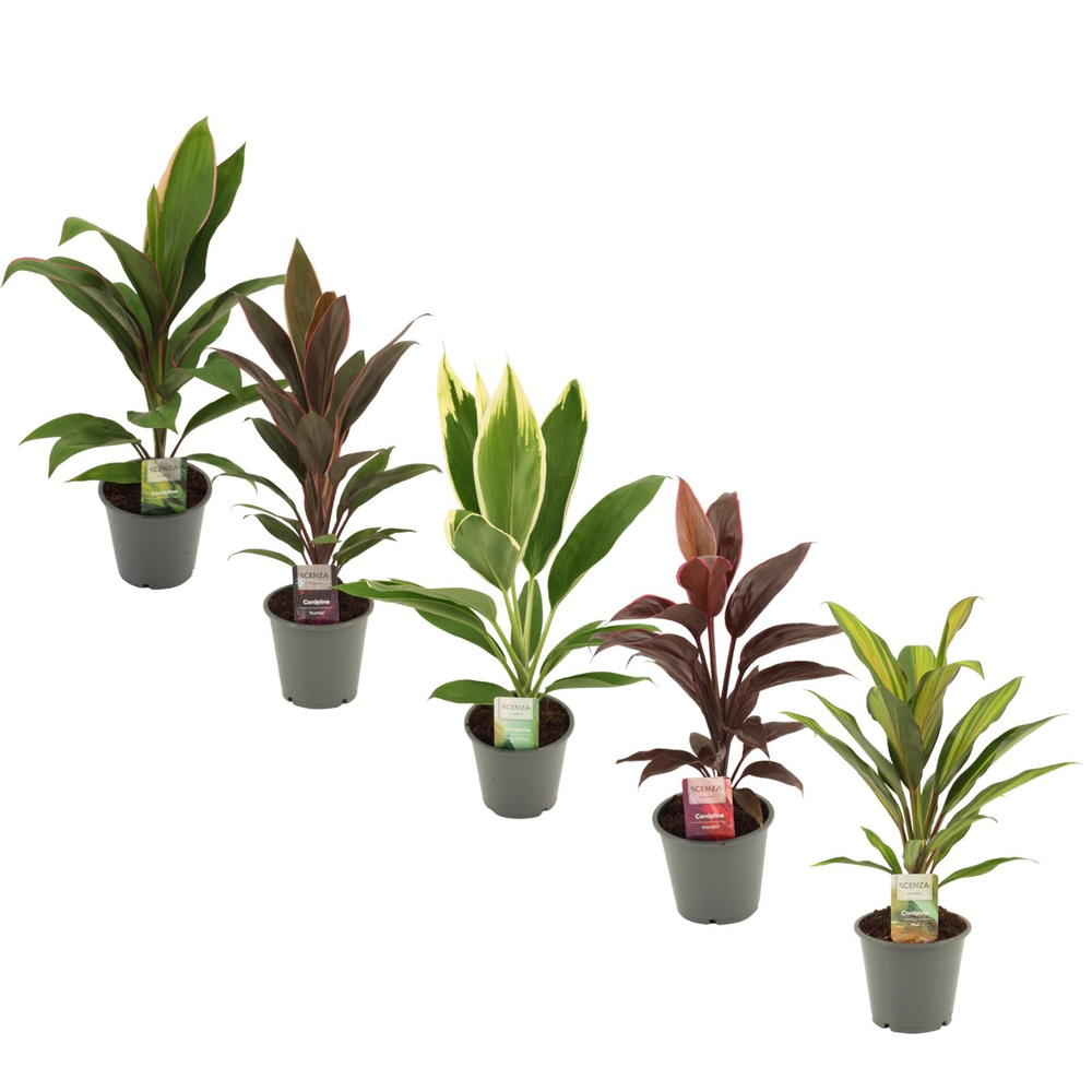 Cordyline Mix 12 cm.