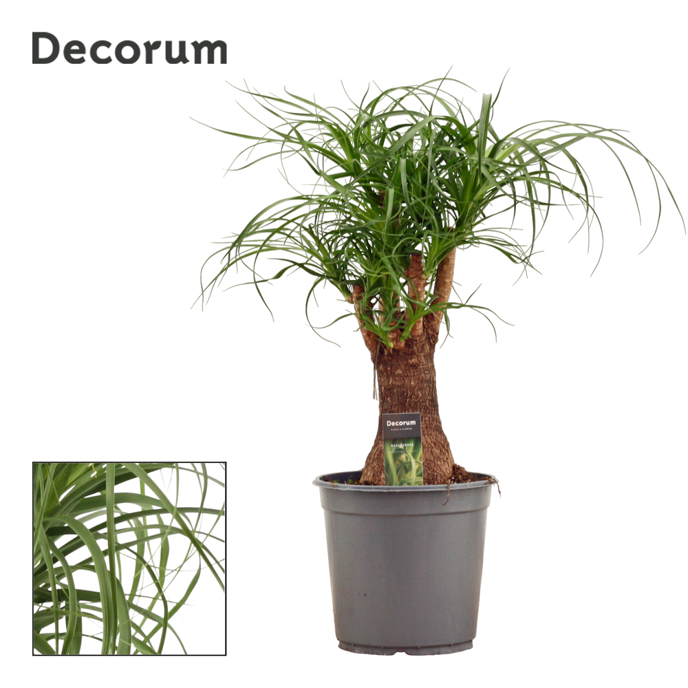 Beaucarnea vertakt 24 cm (Decorum).