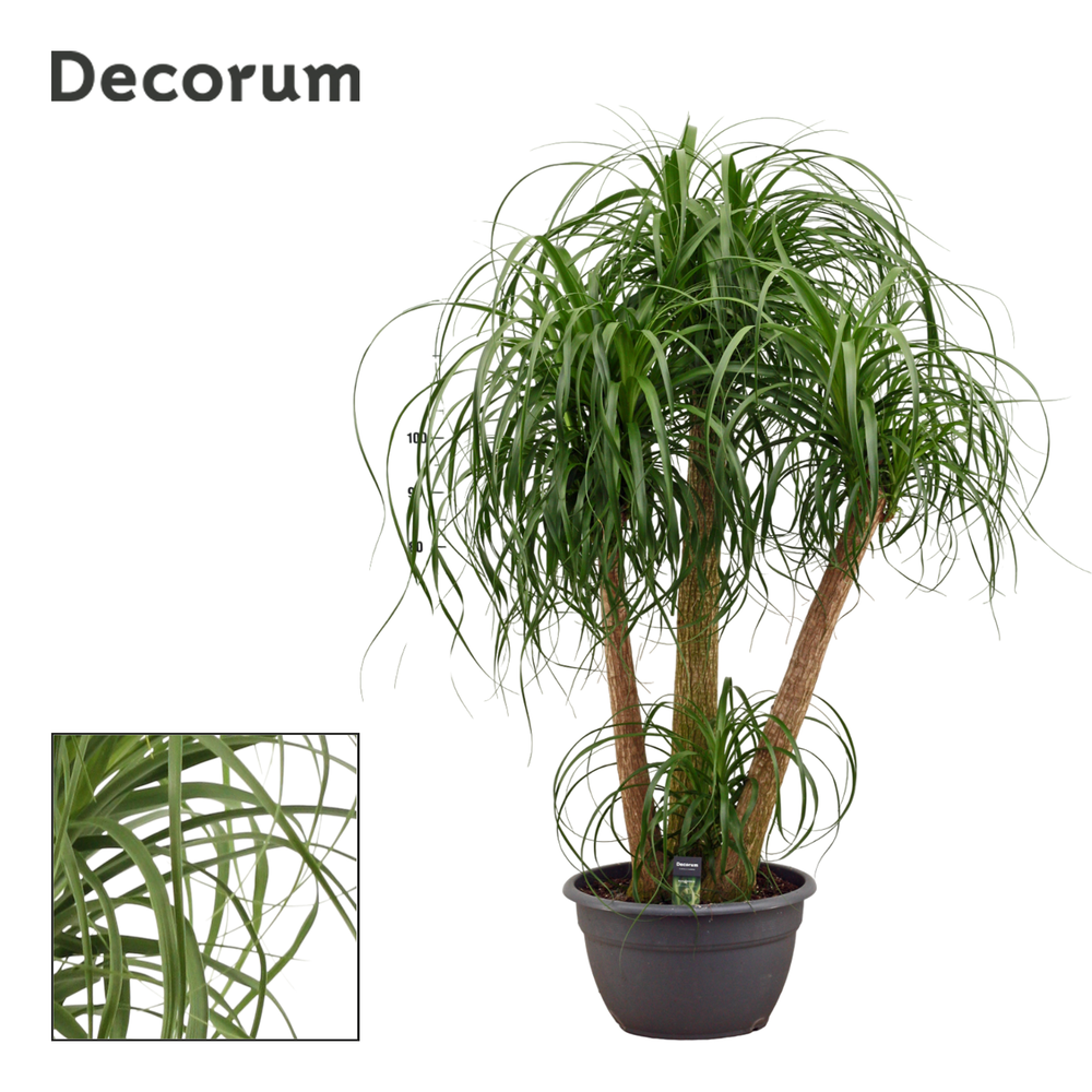 Beaucarnea vertakt 40 cm (Decorum).