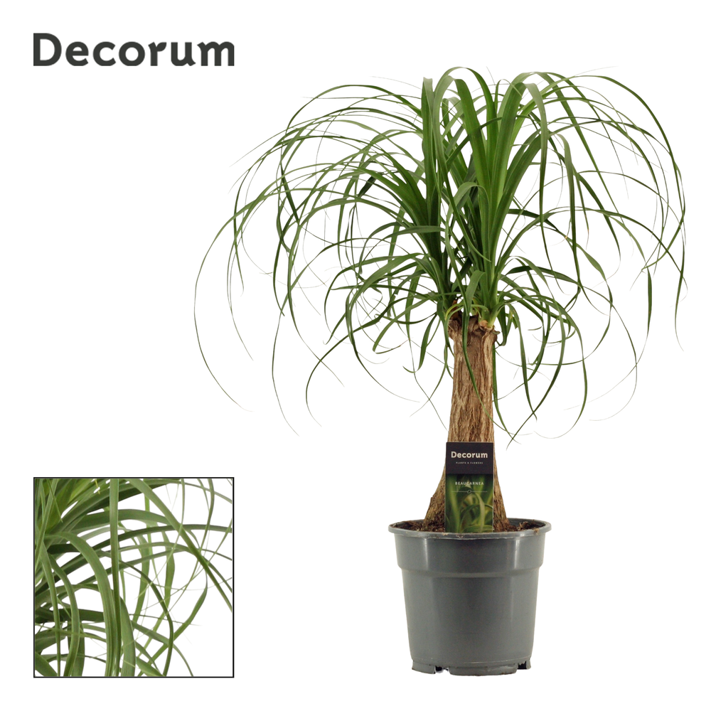 Beaucarnea recht 17 cm (Decorum).
