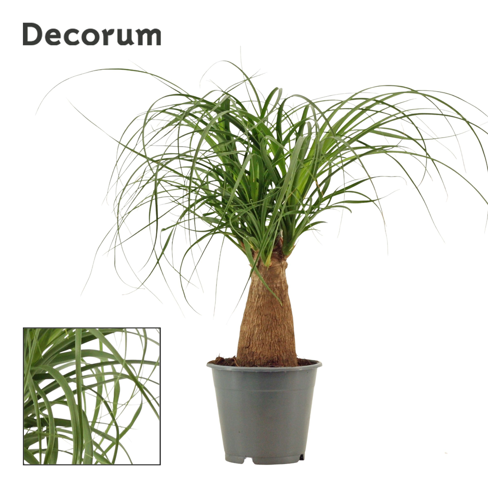 Beaucarnea recht 12 cm (Decorum).