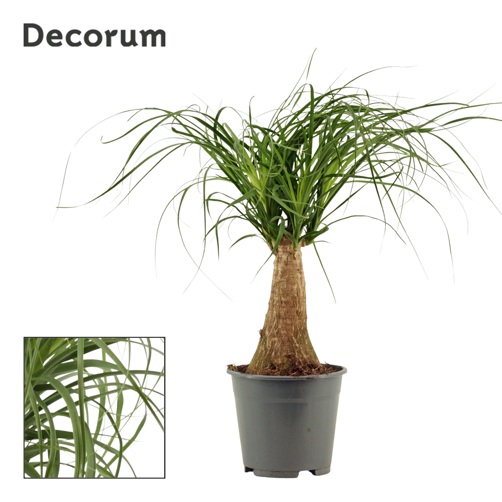 Beaucarnea recht 14 cm (Decorum).