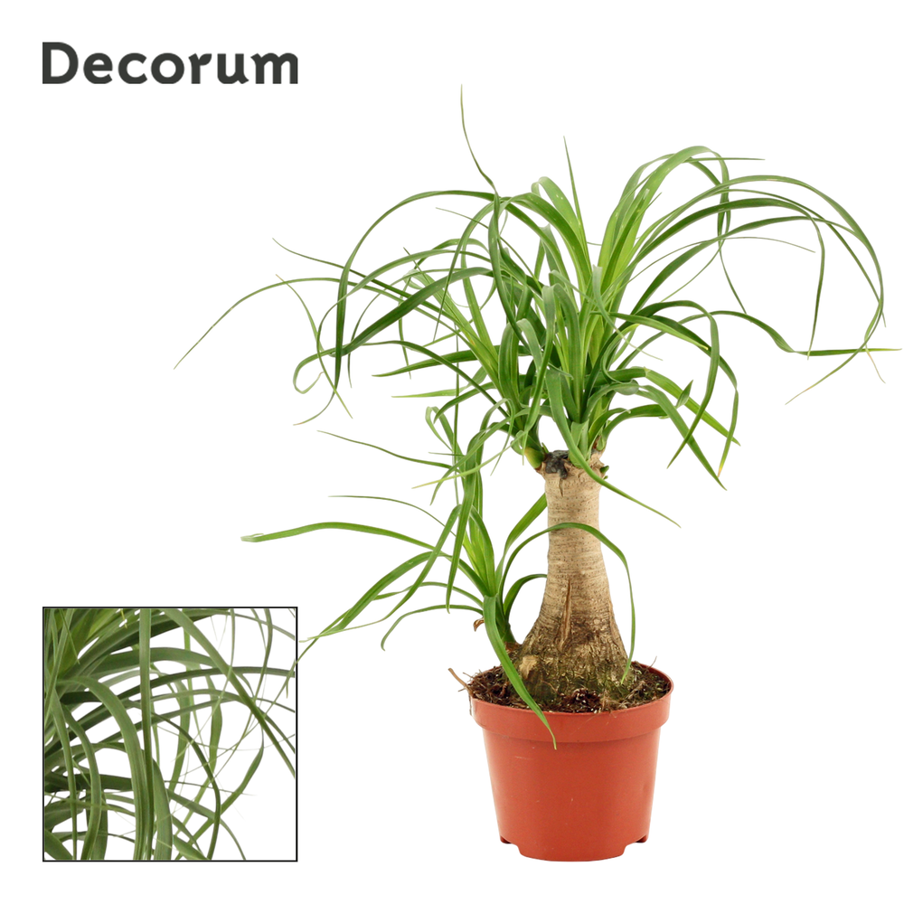 Beaucarnea recht 9 cm (Decorum).