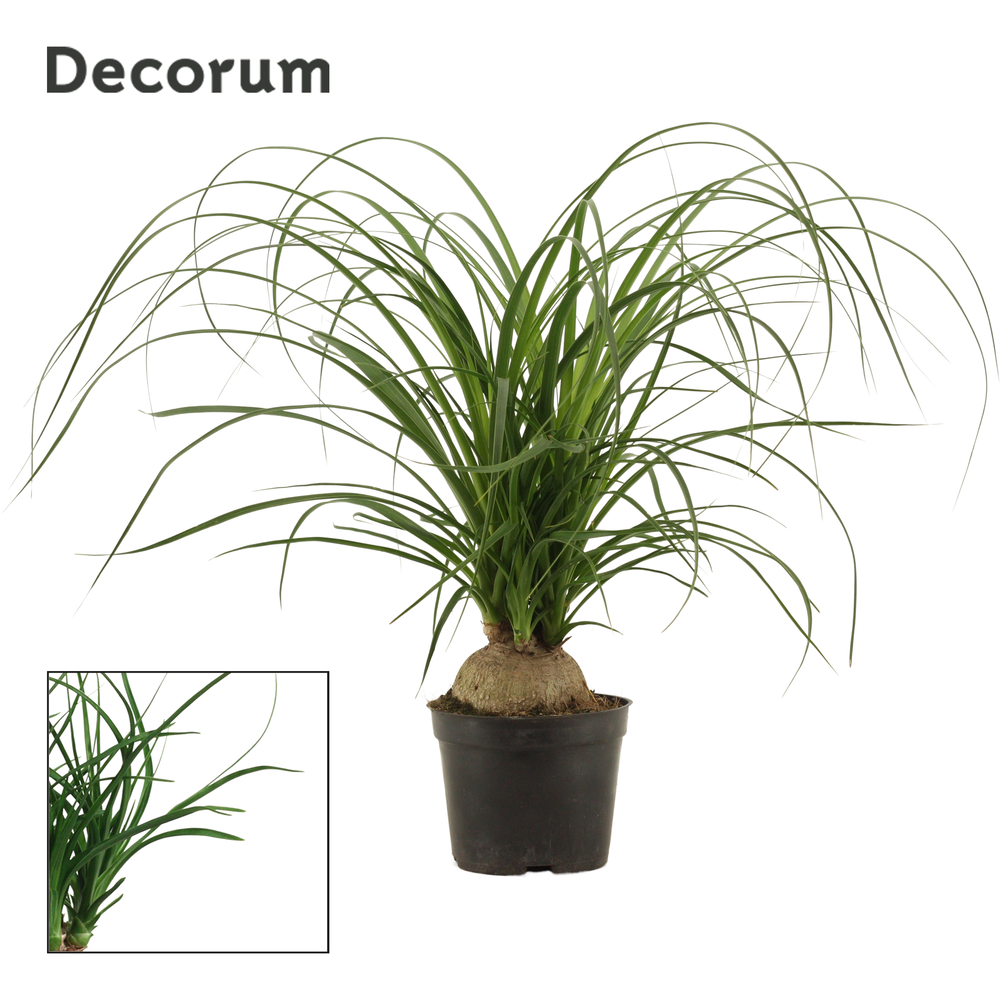 Beaucarnea bol 14 cm (Decorum).