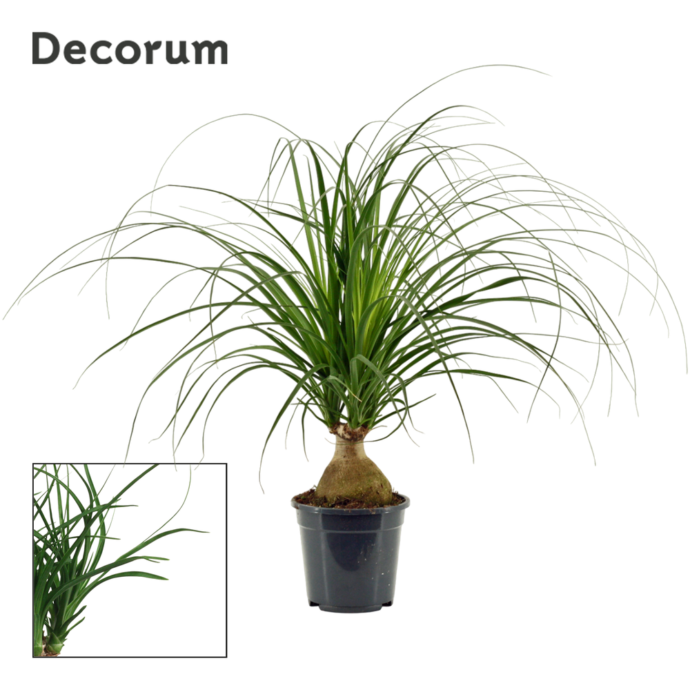 Beaucarnea bol 17 cm (Decorum).
