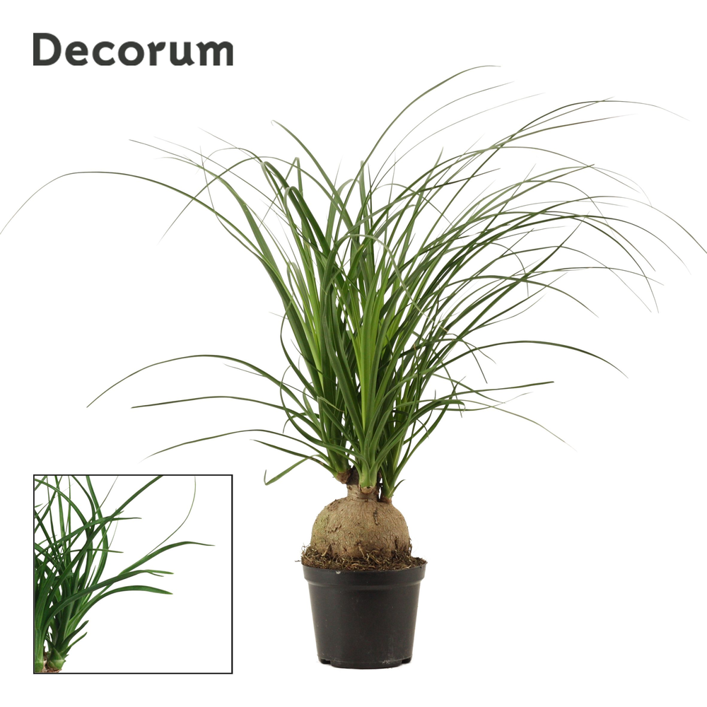 Beaucarnea bol 12 cm (Decorum).